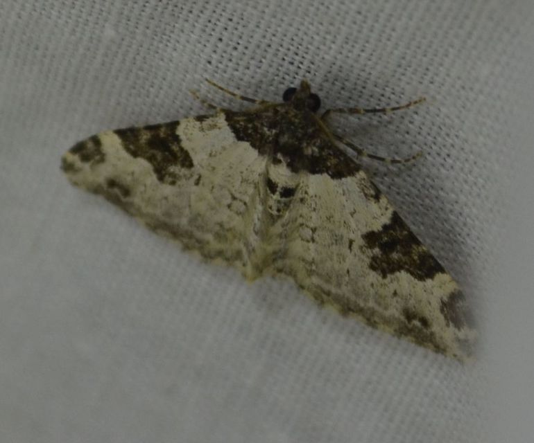 Xanthorhoe fluctuata - közönséges tarkaaraszoló