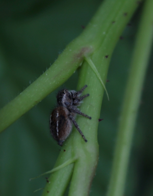 Philaeus chrysops - piros ugrópók