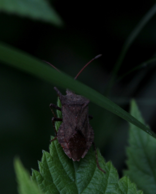 Coreus marginatus - közönséges karimáspoloska
