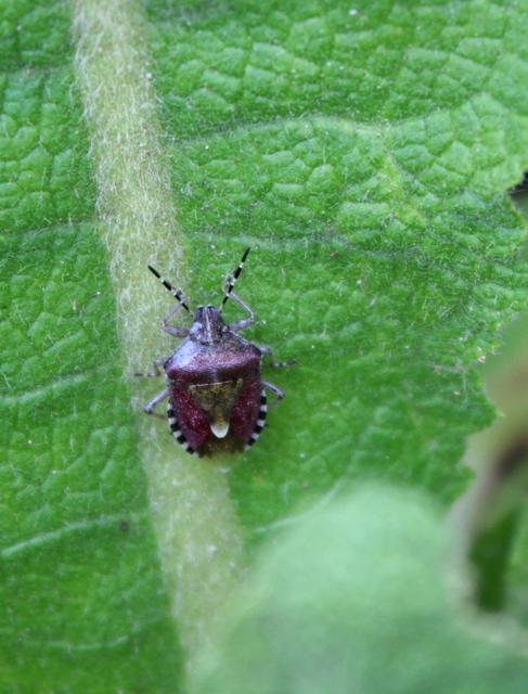 Dolycoris baccarum - közönséges bogyómászó-poloska
