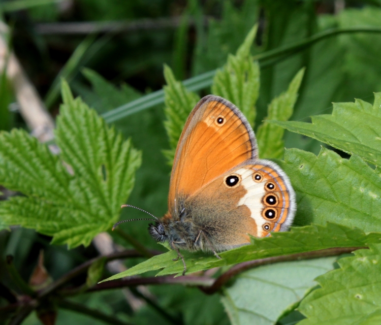 Coenonympha arcania - fehéröves szénalepke