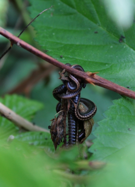Diplopoda - Ikerszelvényesek
