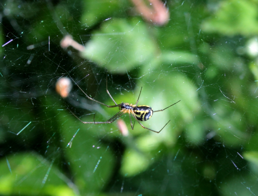 Linyphiidae - vitorláspókok