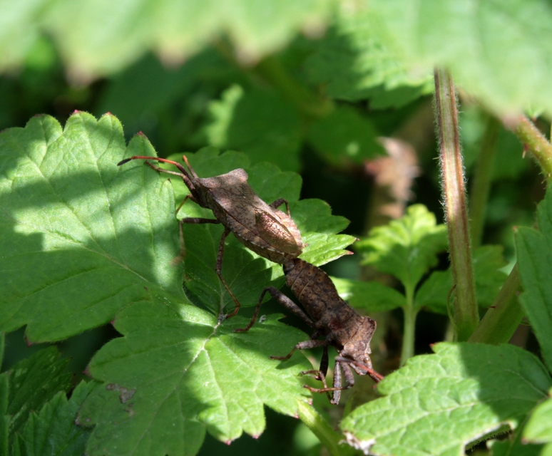 Coreus marginatus - közönséges karimáspoloska