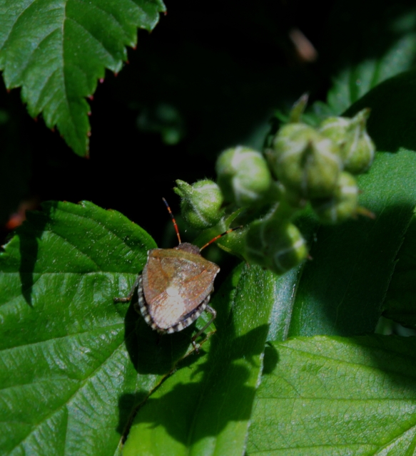 Peribalus strictus - tavaszi címerespoloska Peribalus strictus - tavaszi címerespoloska