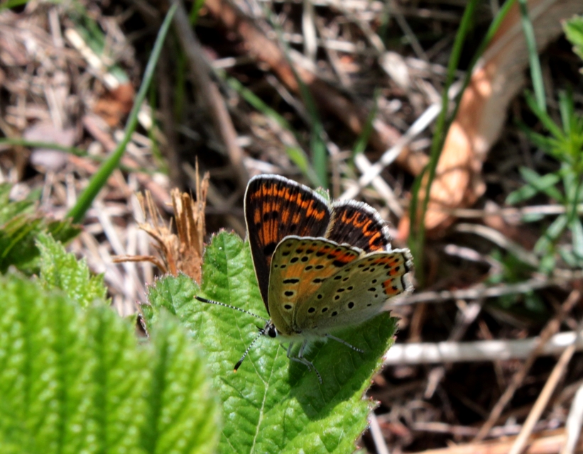 Lycaena tityrus - barna tűzlepke