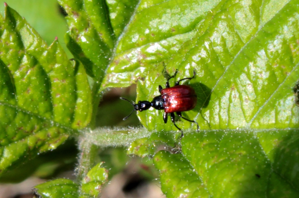 Compsapoderus erythropterus - füzike-levélsodró