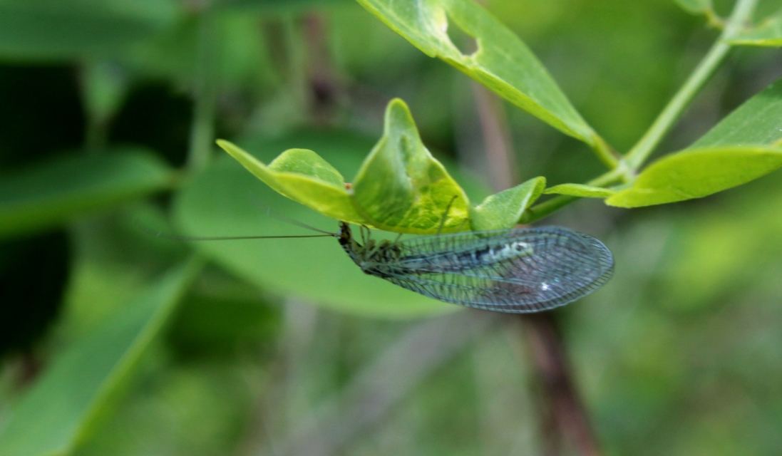 Chrysopidae - zöldfátyolkák