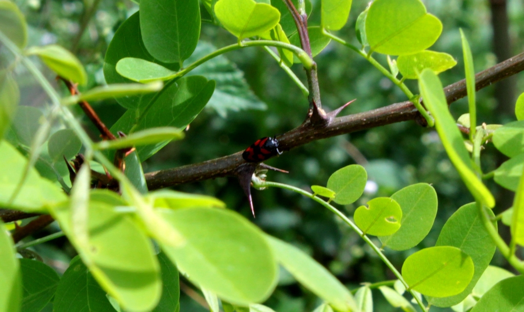 Cercopis vulnerata