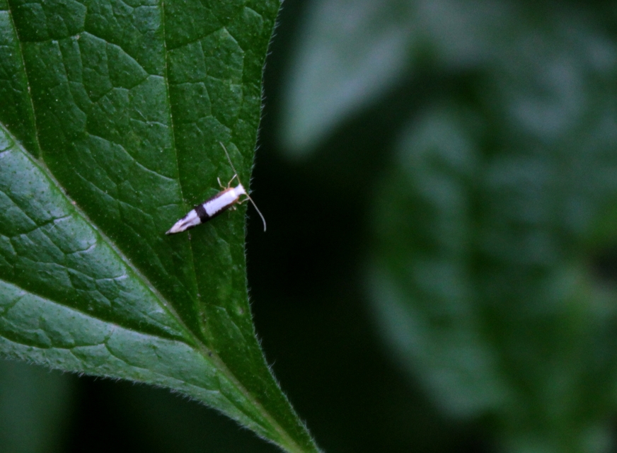 Argyresthia