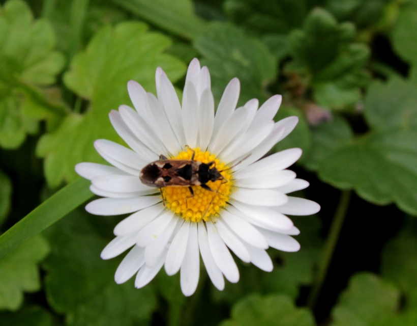 Rhyparochromus vulgaris - közönséges díszesbodobács