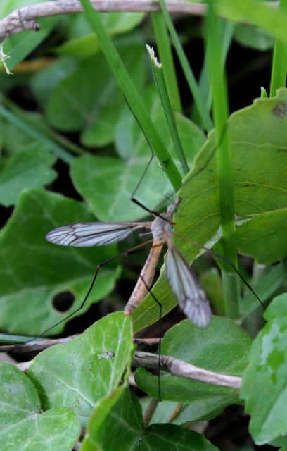 Tipula vernalis
