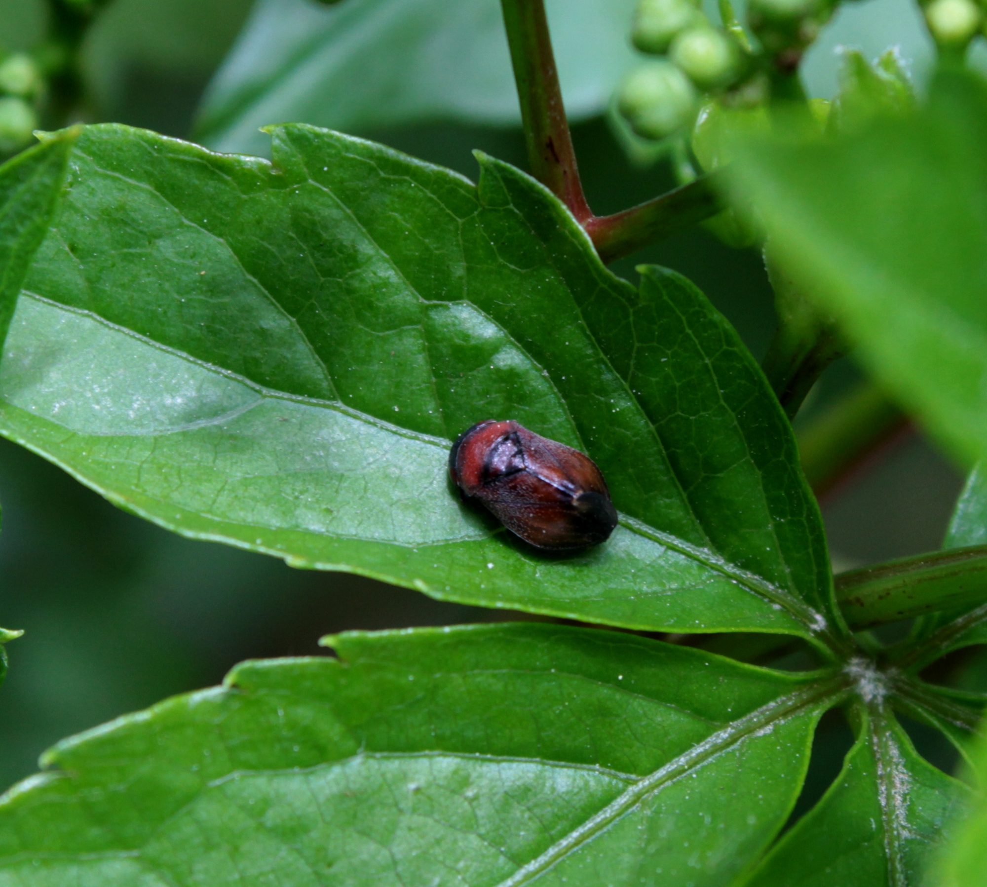 Penthimia nigra - fekete kabóca Penthimia nigra - fekete kabóca