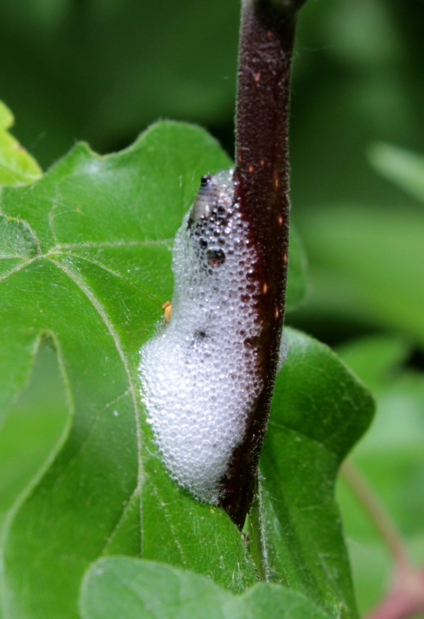 Cercopidae - tajtékos kabócák