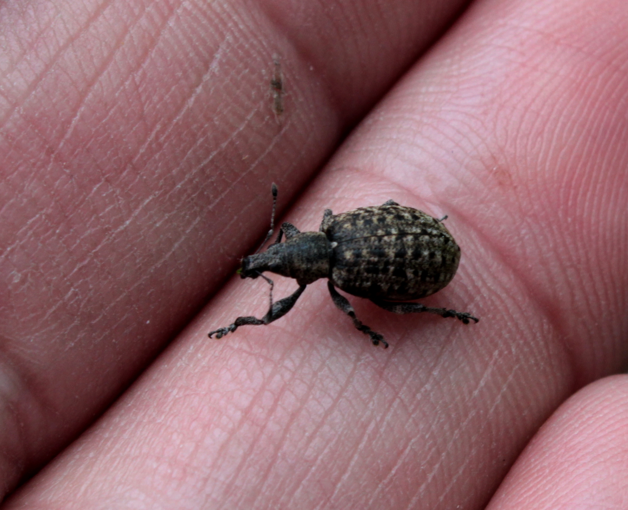 Liophloeus tessulatus - kockás barabolyormányos