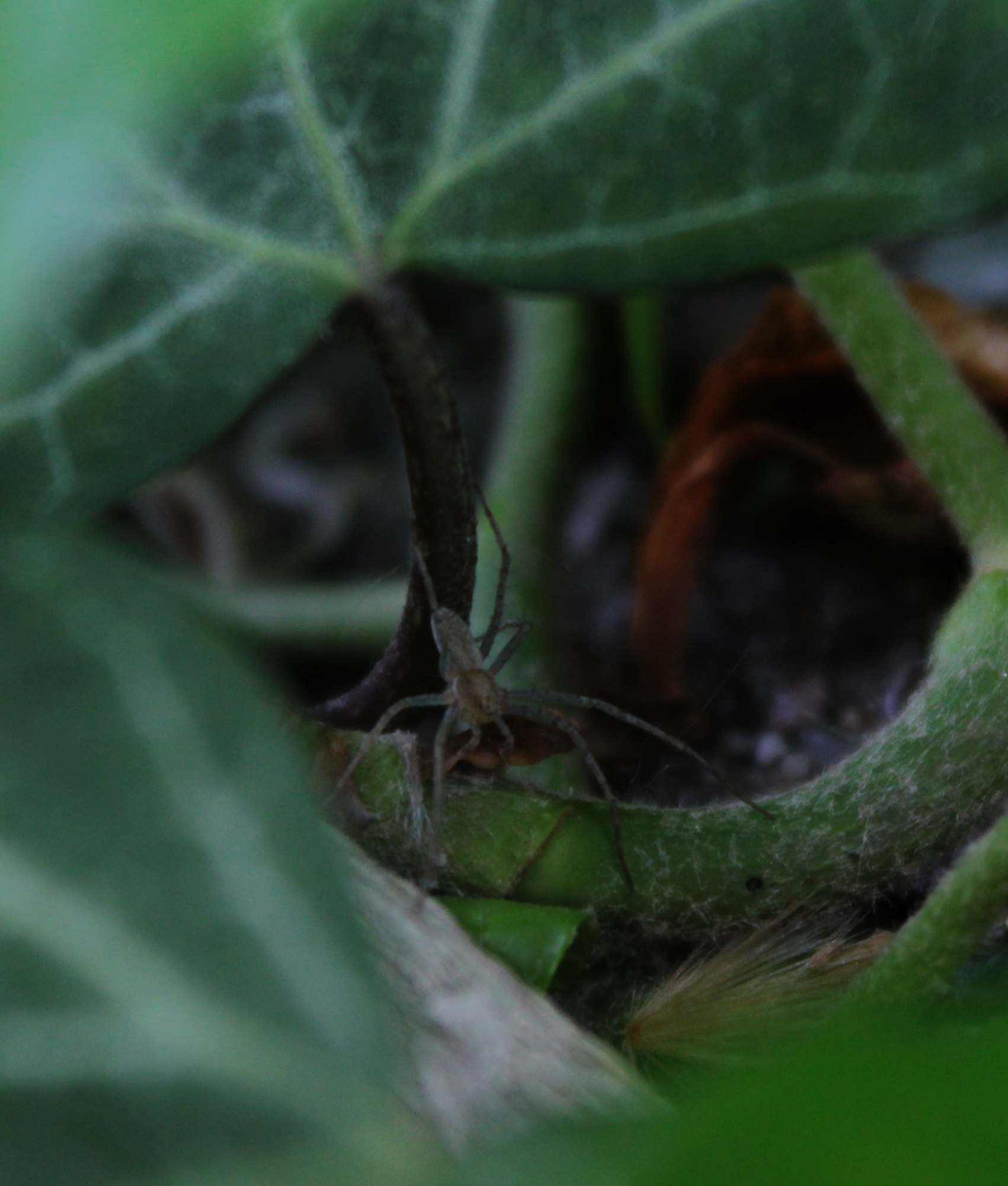 Philodromus