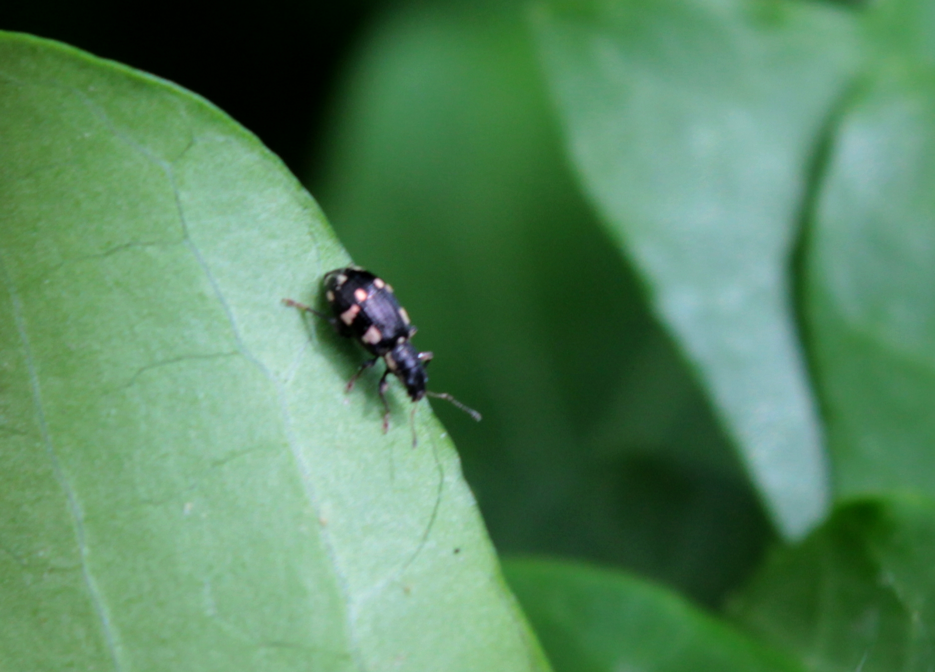 Polydrusus picus - pikkelyfoltos lombormányos