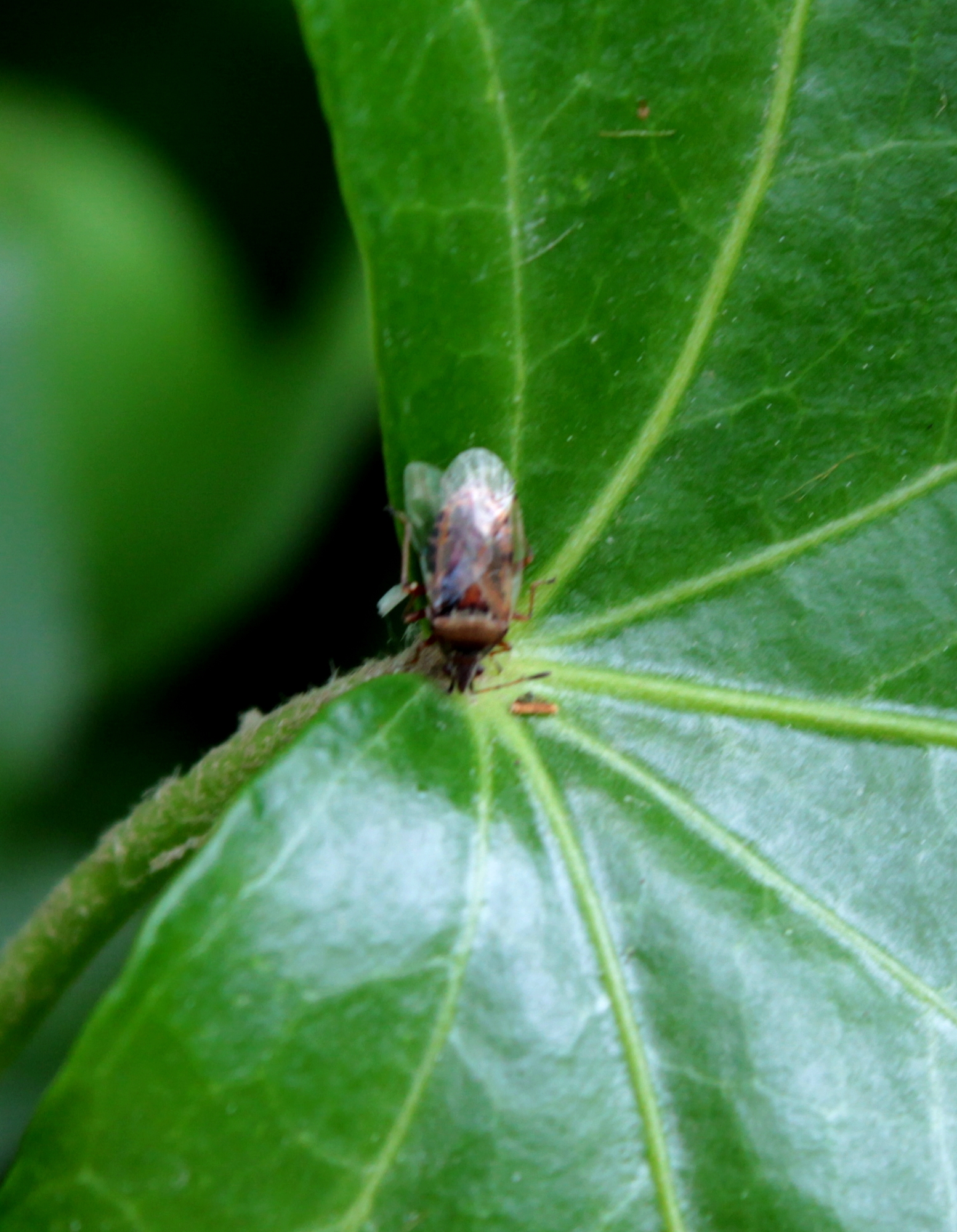 Kleidocerys resedae - nyírbodobács