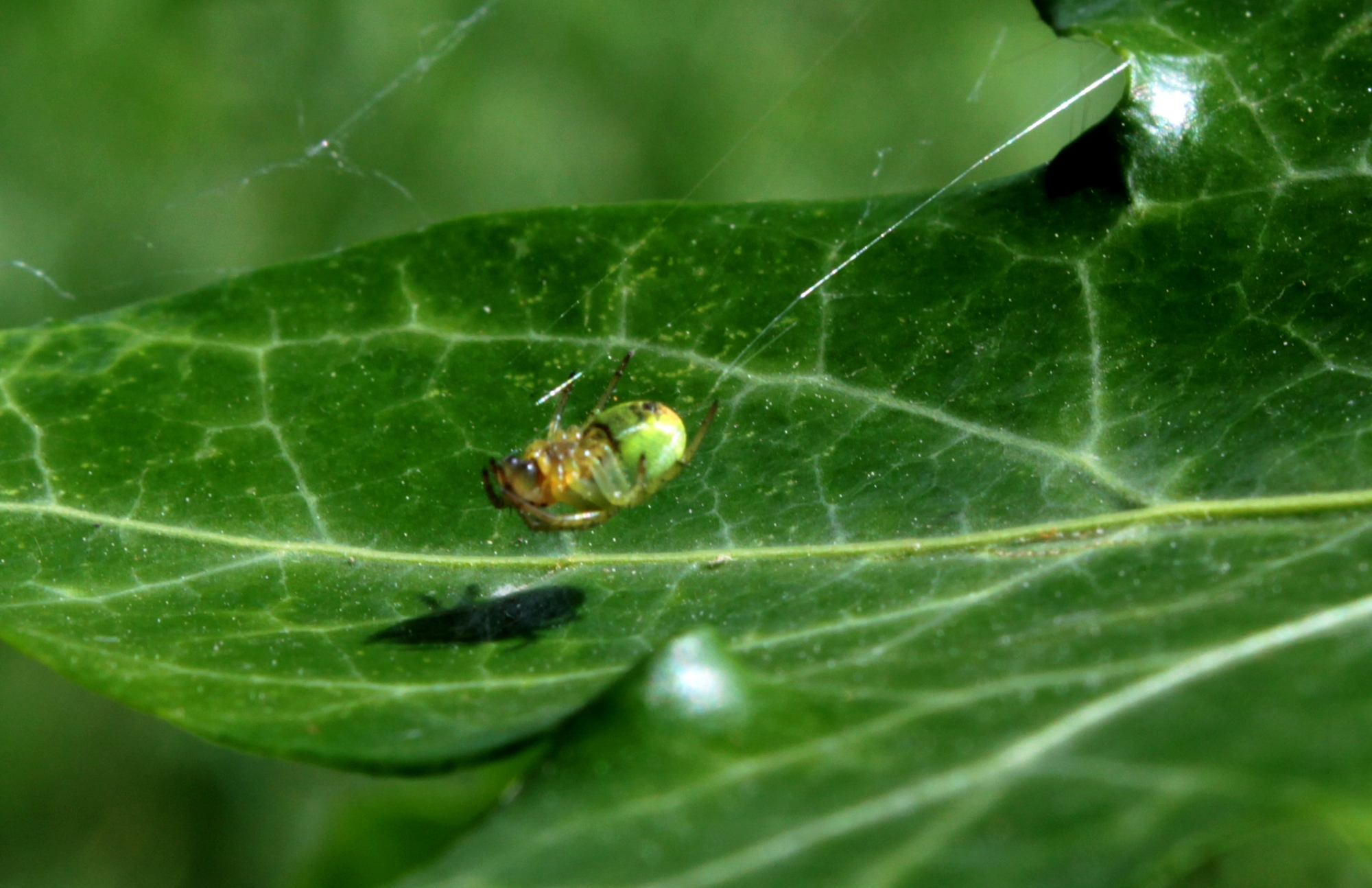 Araniella