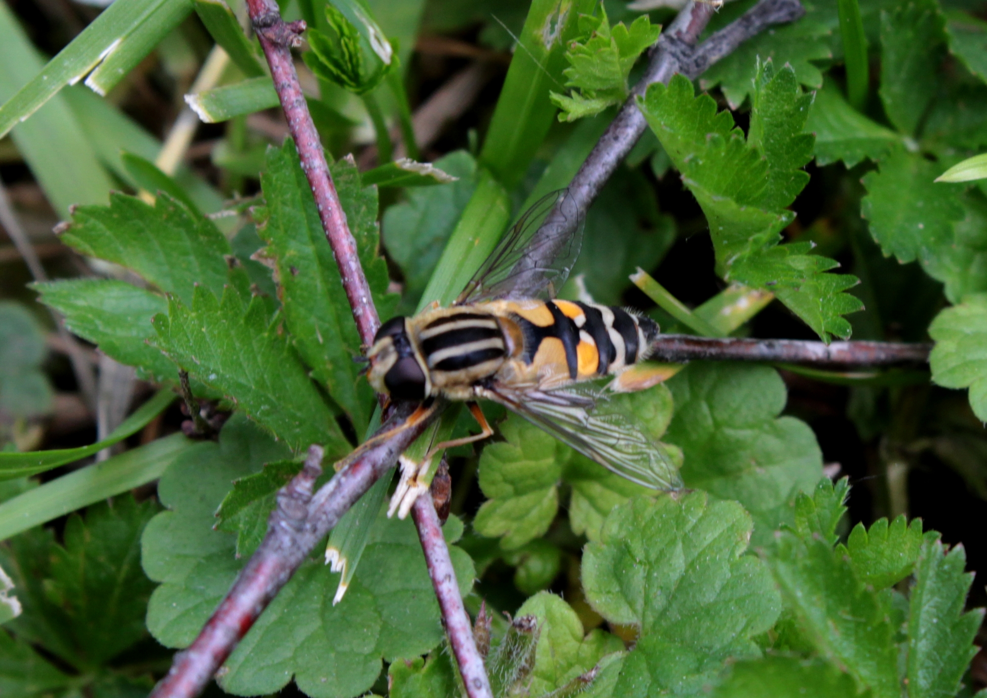 Helophilus trivittatus - nagy mocsárilégy