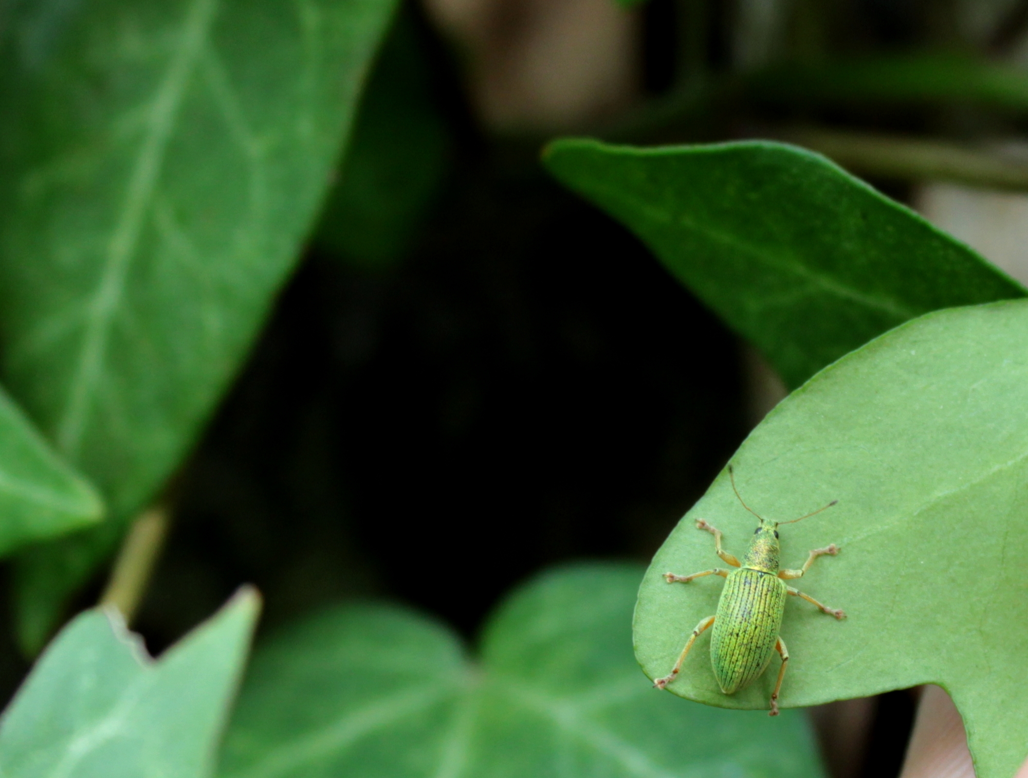 Polydrusus formosus - selymes lombormányos