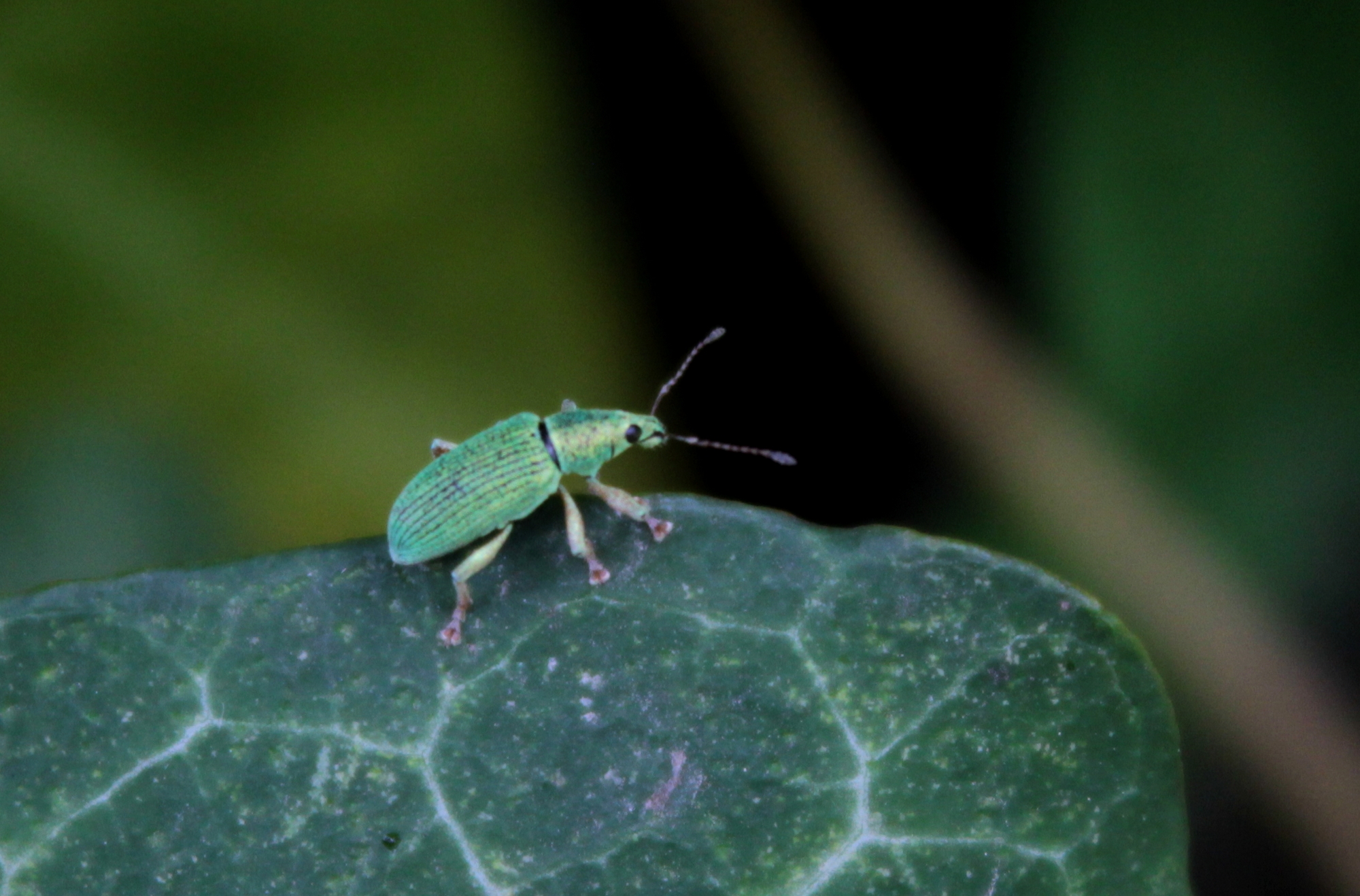 Polydrusus