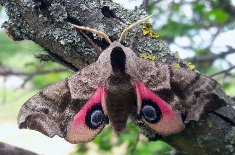 Smerinthus ocellatus - esti pávaszem