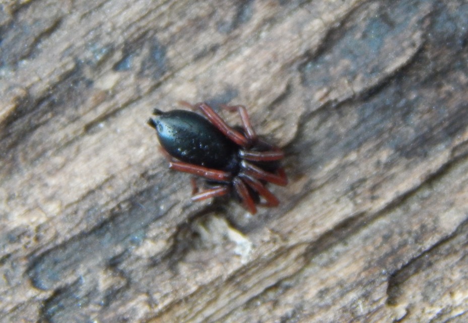 Trachyzelotes pedestris - vöröslábú gyászpók