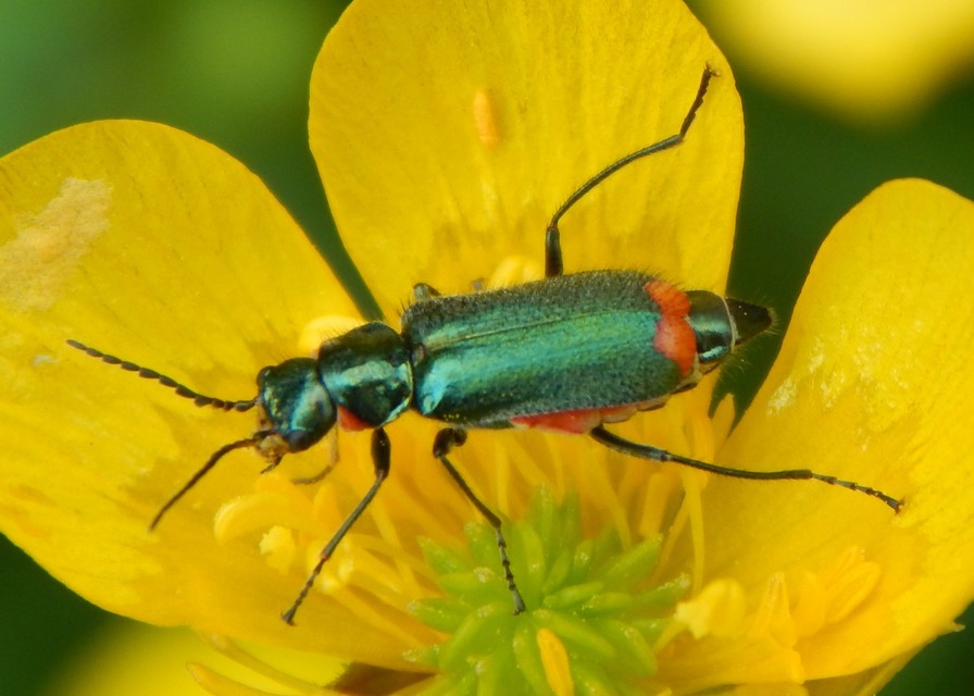 Malachius bipustulatus - kétfoltos bibircsesbogár
