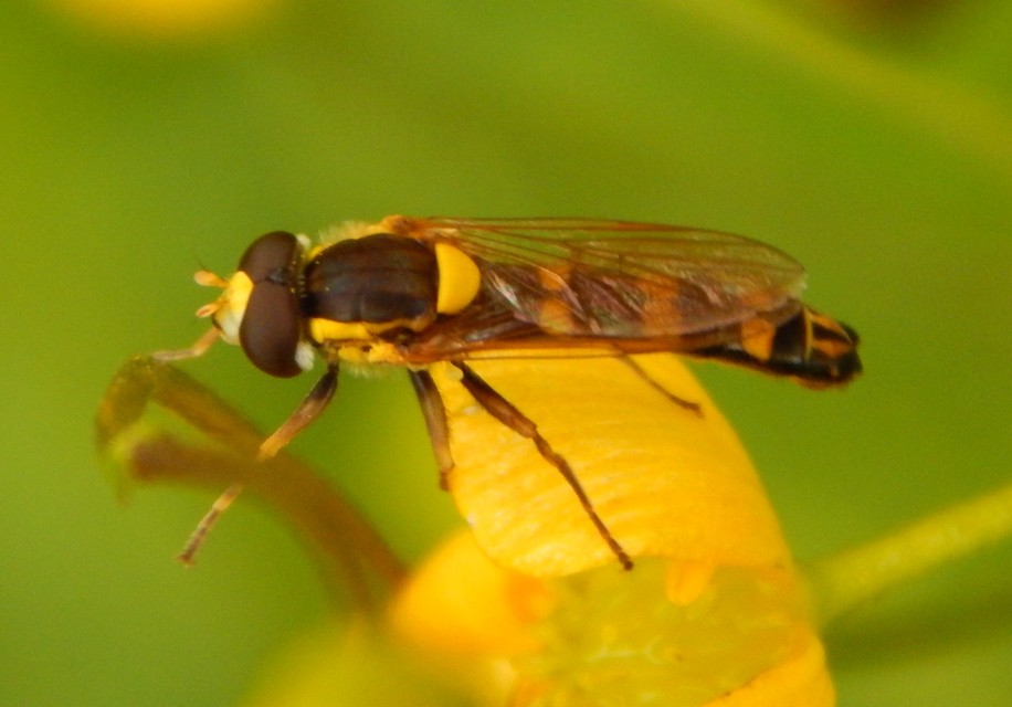 Sphaerophoria
