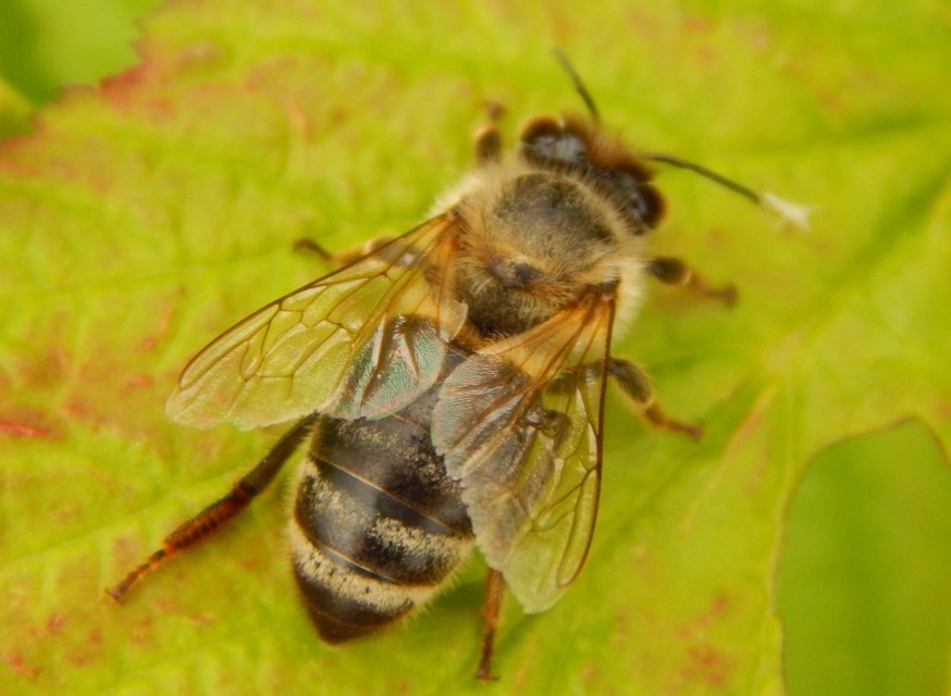 Hymenoptera - Hártyásszárnyúak