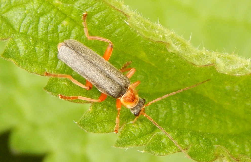 Cantharis nigricans - feketéllő lágybogár