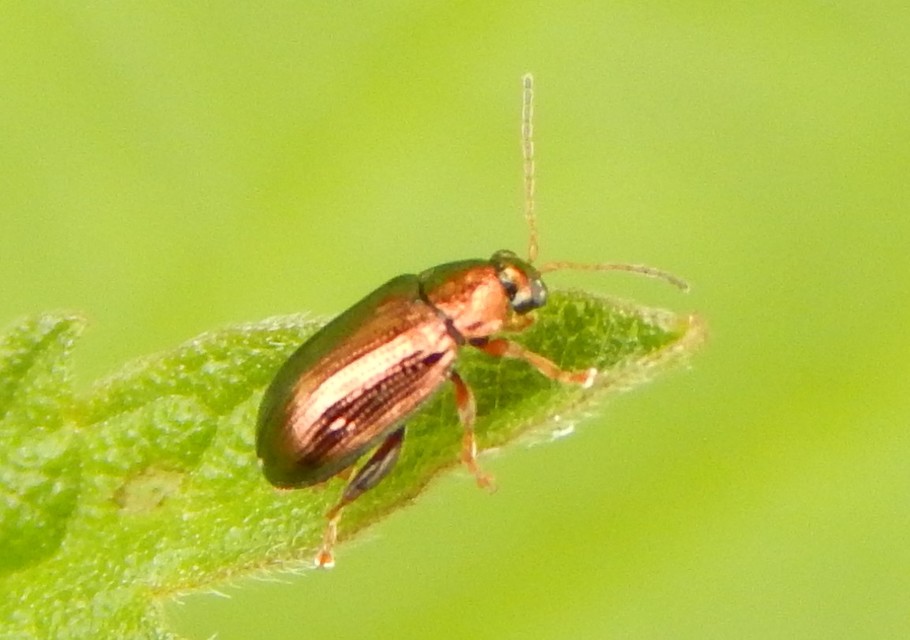 Crepidodera
