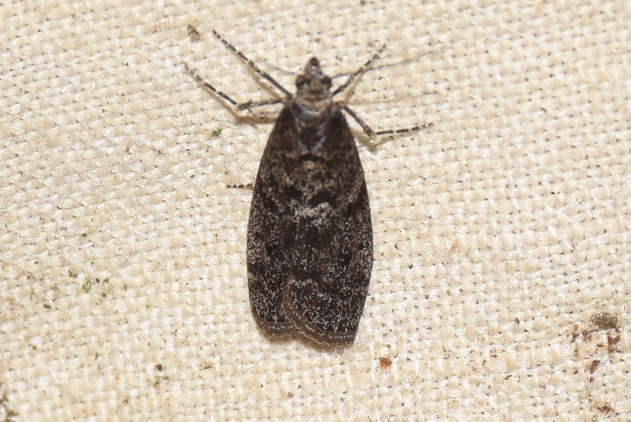 Grapholita funebrana - szilvamoly