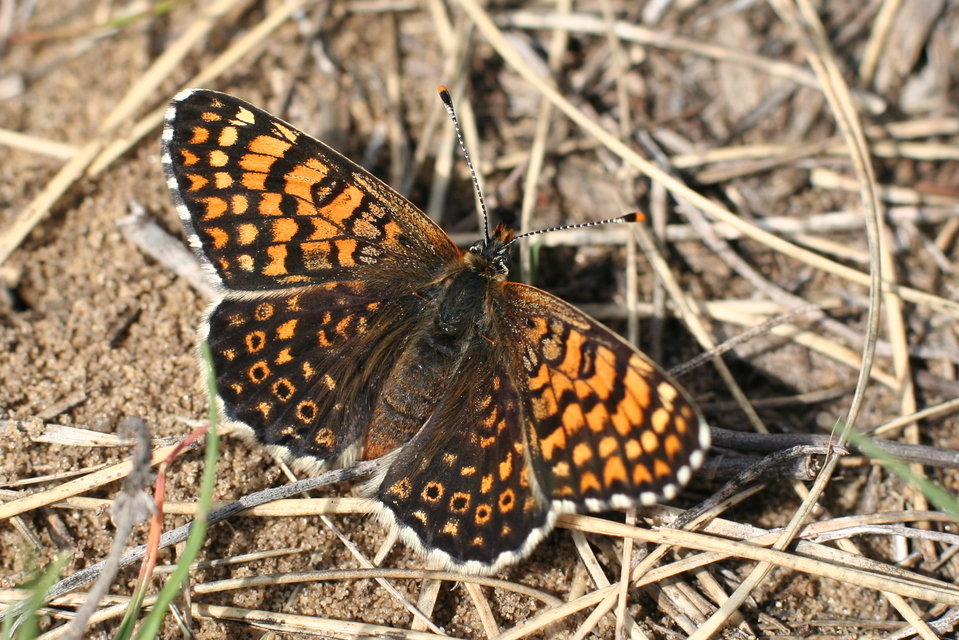 Melitaea cinxia - réti tarkalepke