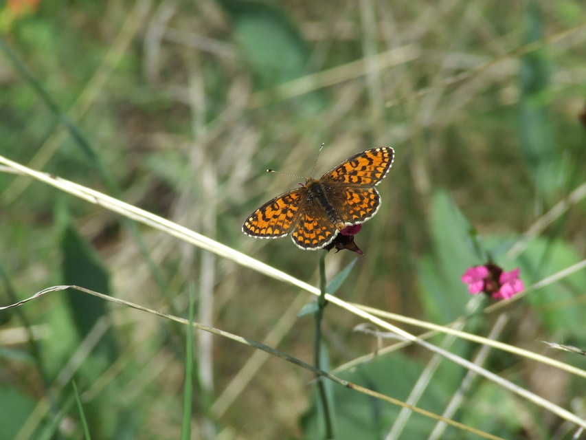 Melitaea trivia - kis tarkalepke