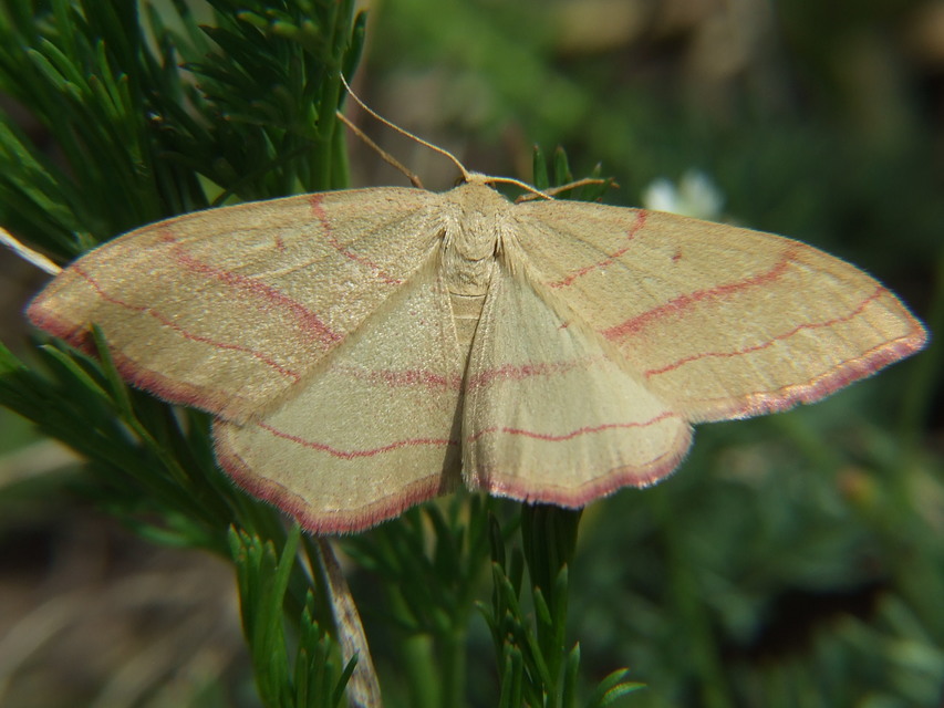 Rhodostrophia vibicaria - pirosszélű araszoló