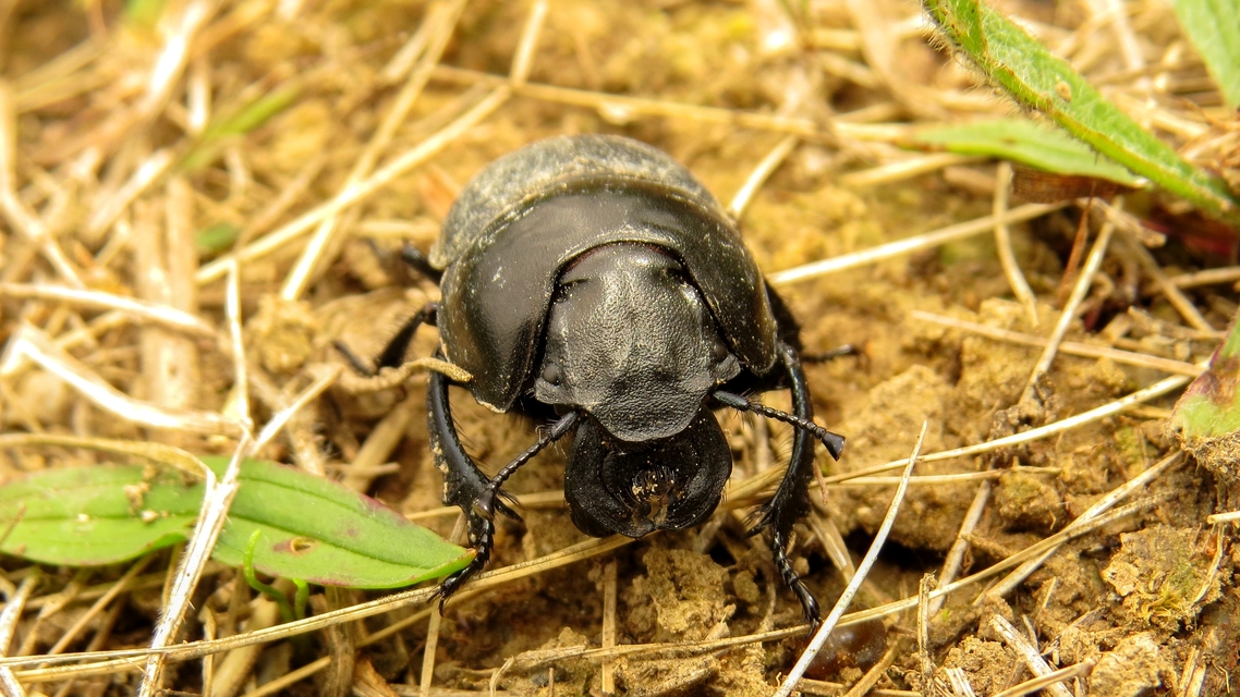 Lethrus apterus - nagyfejű csajkó