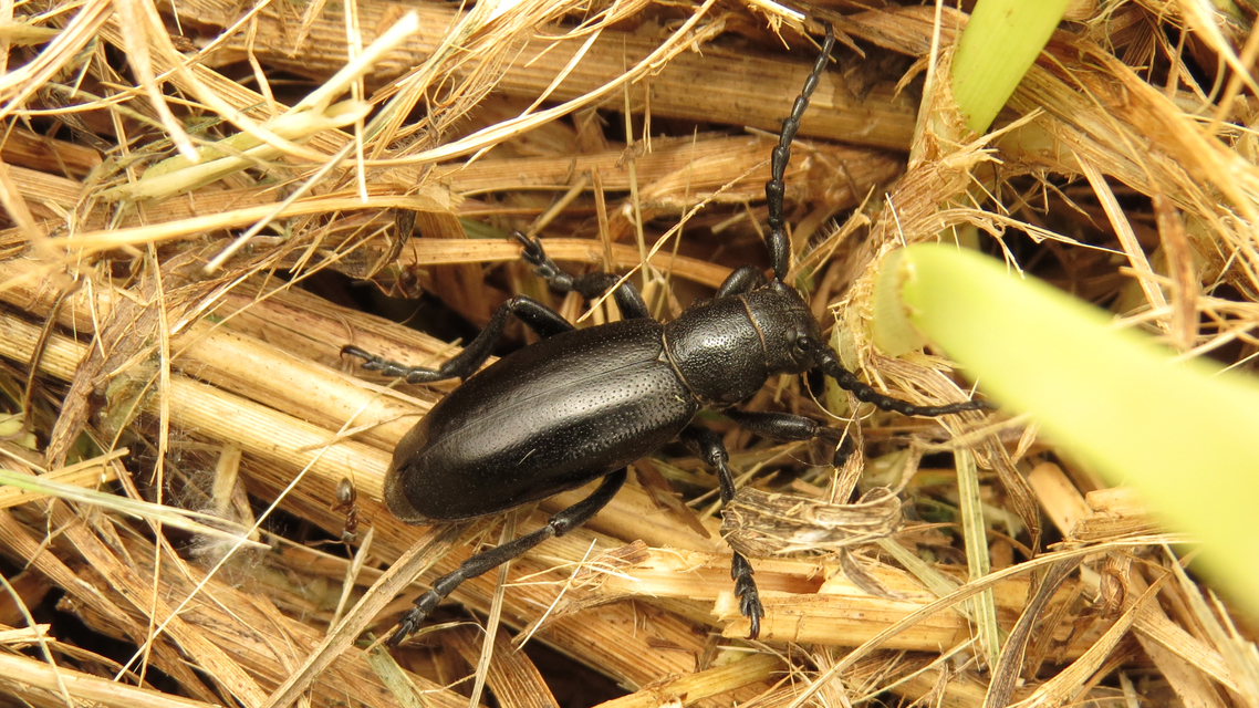 Dorcadion aethiops - fekete gyalogcincér
