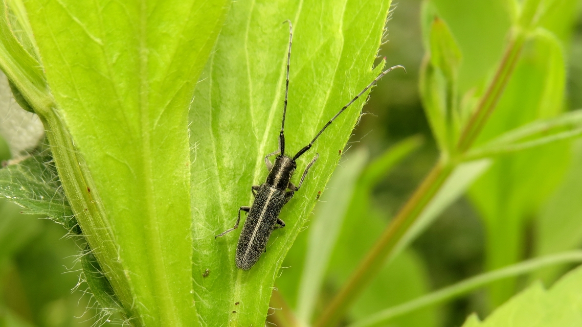 Agapanthia cardui - sávos bogáncscincér