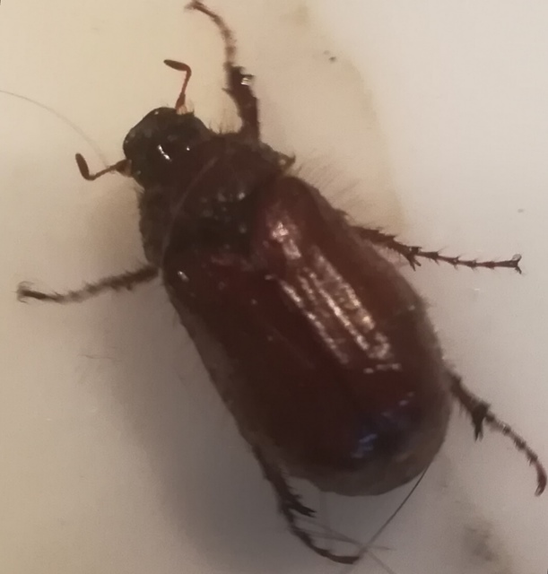 Holochelus vernus - tavaszi cserebogár
