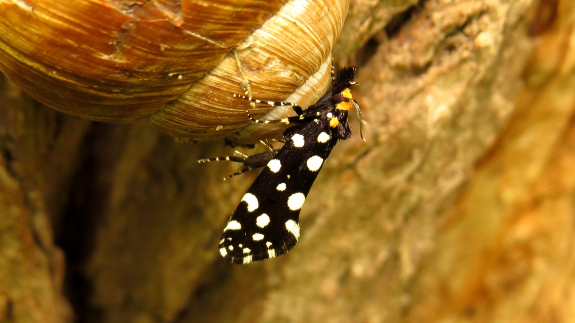 Euplocamus anthracinalis - fésűscsápú korhadékmoly