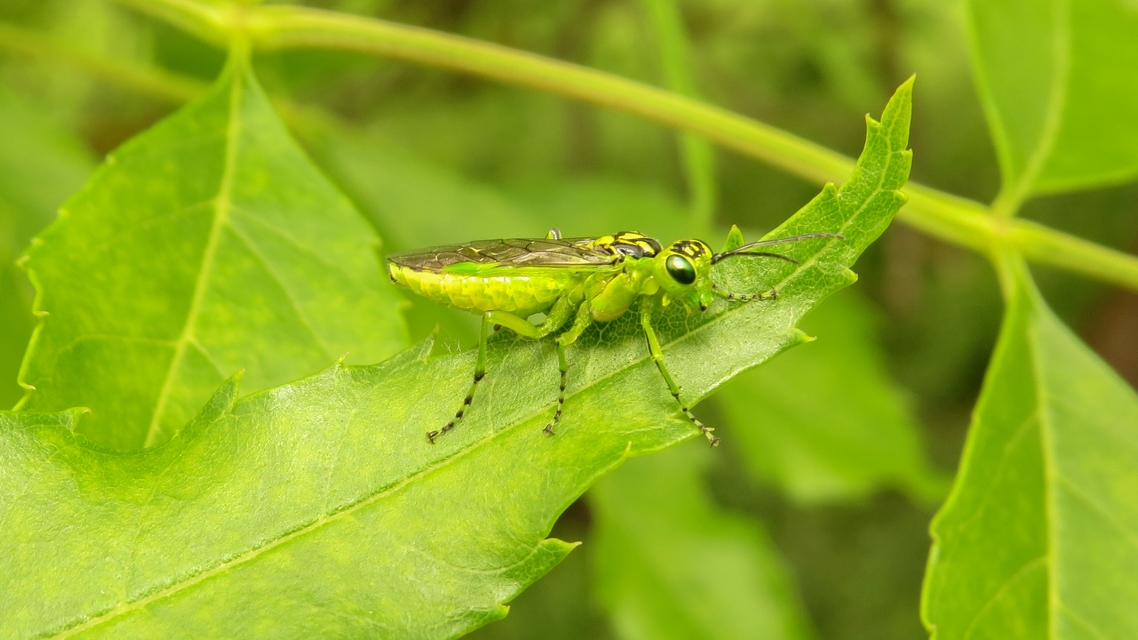 Rhogogaster