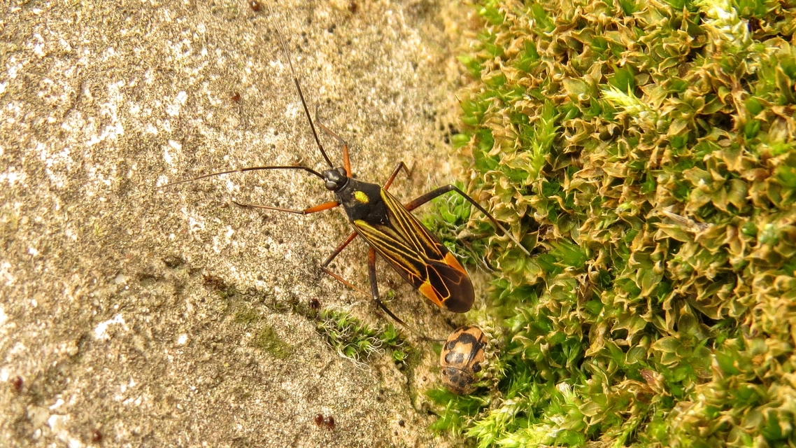 Miris striatus - sávos mezeipoloska