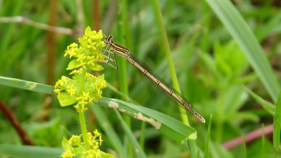 Platycnemis pennipes - széleslábú szitakötő