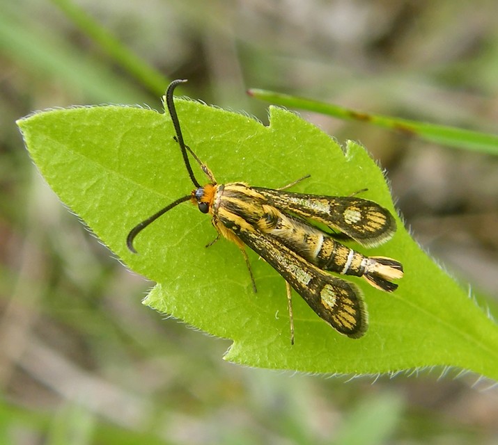 Sesiidae - szitkárfélék