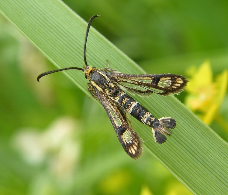 Sesiidae - szitkárfélék