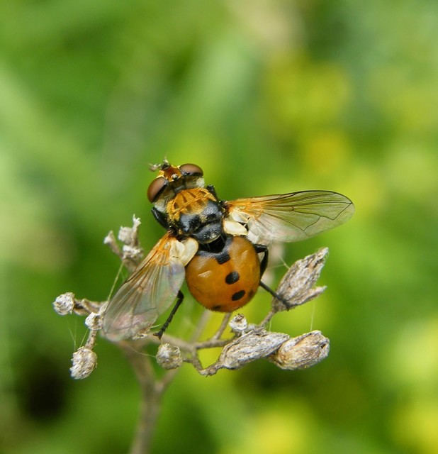 Gymnosoma