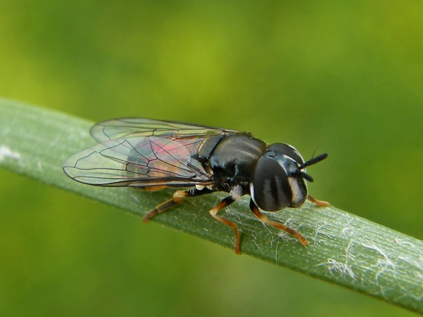 Paragus