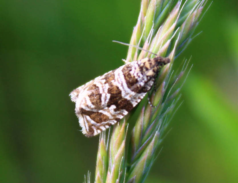 Celypha rivulana - dudvasodró tükrösmoly